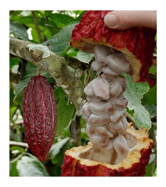 Saf Katı Kakao Yağı 250 gr Aktar Diyarı