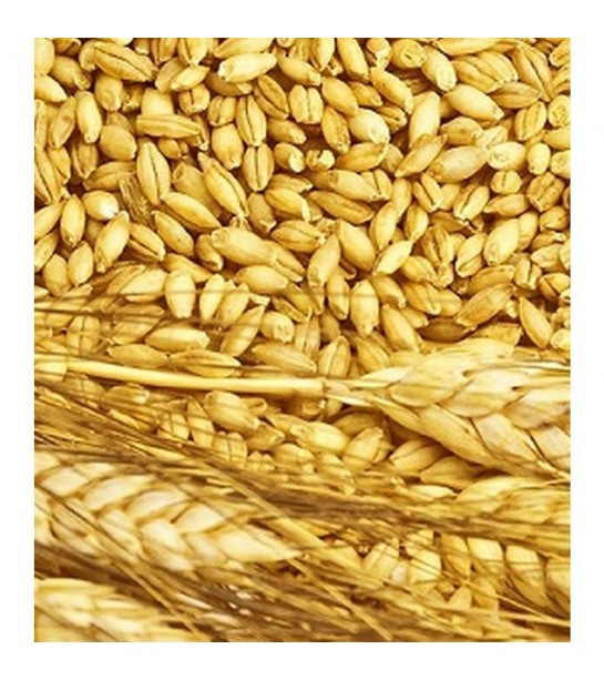 Buğday Yağı 250 ml Butik Üretim 100 Saf Aktar Diyarı