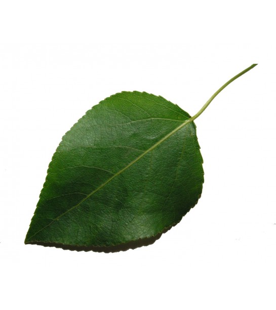 Kavak  Yaprağı