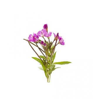 Yakı Otu 500g Yakı Otu 500g