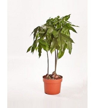 Kestane Çiçeği 500g Kestane Çiçeği 500g