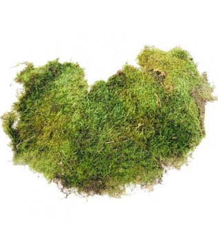 Yosun Bitki 500g Yosun Bitki 500g