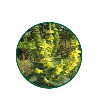 Sığır Kuyruğu Çiçeği 500g Sığır Kuyruğu Çiçeği 500g