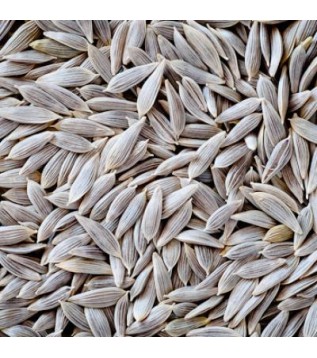 Marul Tohumu Beyaz 500g Marul Tohumu Beyaz 500g