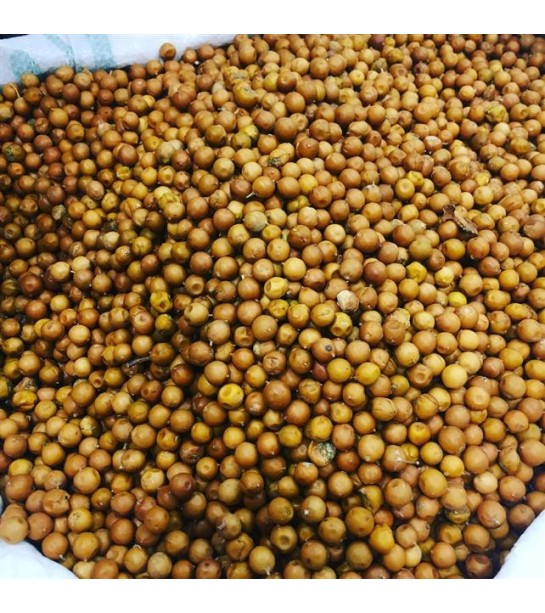 Dardağan Tohumu Dardağan Tohumu