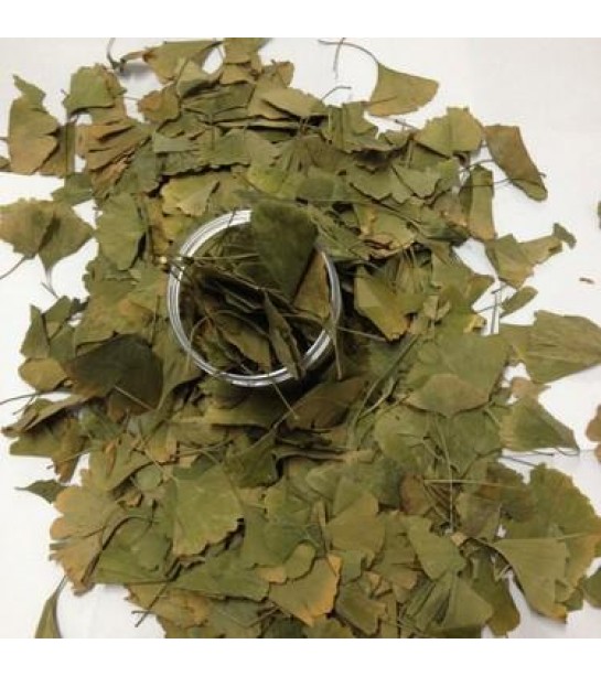 Ginkgo Biloba Yaprak Ginkgo Biloba Yaprak