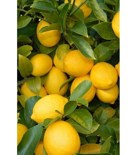 Limon Ağacı Yaprağı 500gr Limon Ağacı Yaprağı 500gr