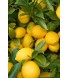 Limon Ağacı Yaprağı 500gr Limon Ağacı Yaprağı 500gr