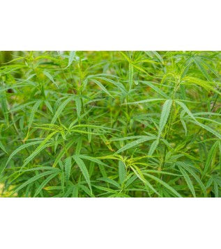 Yoğurt Otu/yapışkan 500g Yoğurt Otu/yapışkan 500g