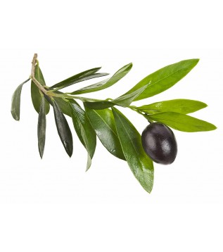 Zeytin Yaprağı 500g Zeytin Yaprağı 500g