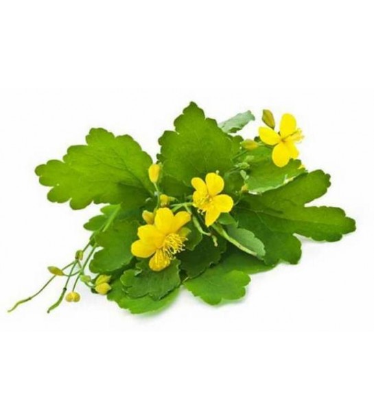 Kırlangıç Otu (göz Otu) 500gr Kırlangıç Otu (göz Otu) 500gr
